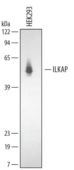 Invitrogen ILKAP Polyclonal Antibody 100 &mu;g; Unconjugated:Antikörper