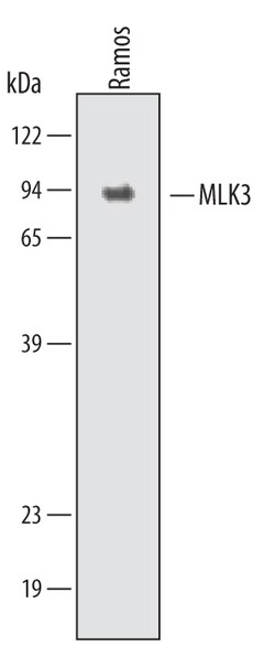 Invitrogen MLK3 Polyclonal Antibody 100 &mu;g | Buy Online | Invitrogen&trade; | Fisher Scientific