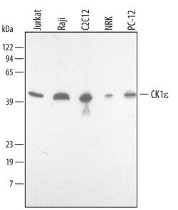 Invitrogen CK1 epsilon Polyclonal Antibody 100 &mu;g; Unconjugated:Antibodies,