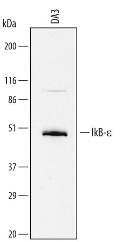 Invitrogen IkB epsilon Polyclonal Antibody 100 &mu;g; Unconjugated:Antibodies,