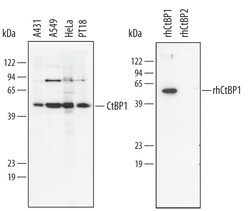 Invitrogen CtBP1 Polyclonal Antibody 100 &mu;g; Unconjugated:Antikörper