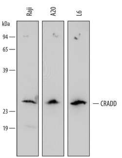 Invitrogen RAIDD Polyclonal Antibody 100 &mu;g; Unconjugated:Antibodies,