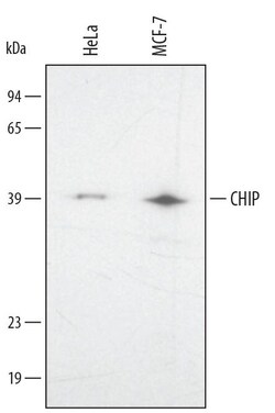 Invitrogen STUB1 Polyclonal Antibody 100 &mu;g; Unconjugated:Antikörper