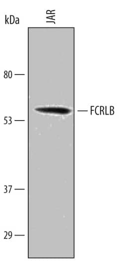 Invitrogen FCRLB Polyclonal Antibody 100 &mu;g; Unconjugated:Antibodies,