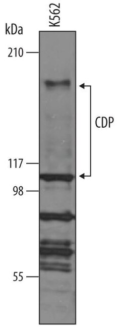 Invitrogen CUX1 Polyclonal Antibody 100 &mu;g; Unconjugated:Antibodies,
