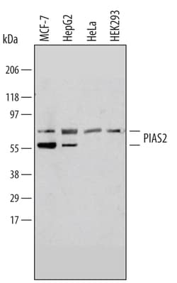 Invitrogen PIAS2 Polyclonal Antibody 100 &mu;g; Unconjugated:Antibodies,
