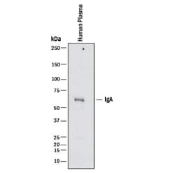 Invitrogen Human IgA Polyclonal Antibody 100 &mu;g; Unconjugated:Antibodies,
