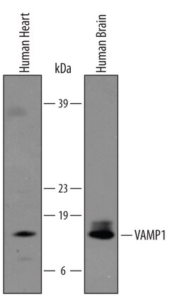 Invitrogen VAMP1 Polyclonal Antibody 100 &mu;g; Unconjugated:Antibodies,