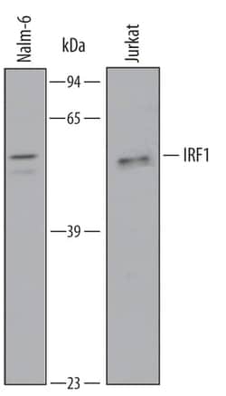Invitrogen IRF1 Polyclonal Antibody 100 &mu;g | Buy Online | Invitrogen&trade; | Fisher Scientific