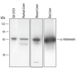 Invitrogen alpha Internexin Polyclonal Antibody 100 &mu;g; Unconjugated:Antibodies,