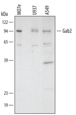 Invitrogen GAB2 Polyclonal Antibody 100 &mu;g; Unconjugated:Antibodies,