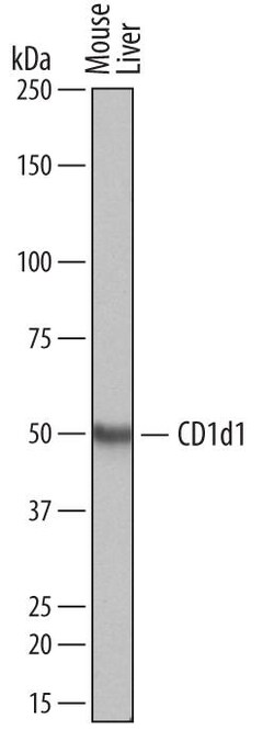 Invitrogen CD1d Polyclonal Antibody 100 &mu;g; Unconjugated:Antikörper