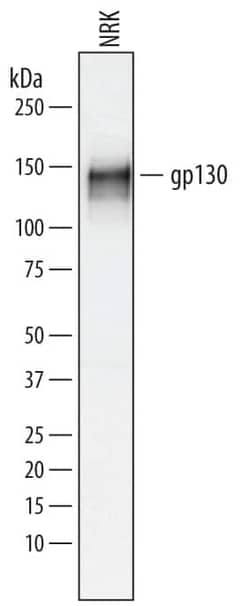 Invitrogen GP130 Polyclonal Antibody 100 &mu;g; Unconjugated:Antibodies,