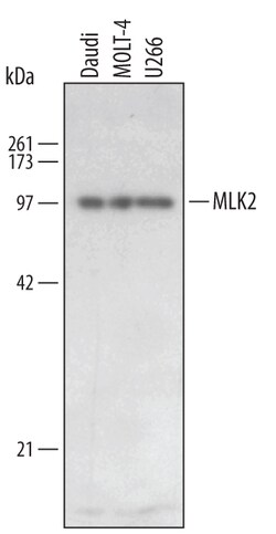 Invitrogen MLK2 Polyclonal Antibody 100 &mu;g; Unconjugated:Antibodies,