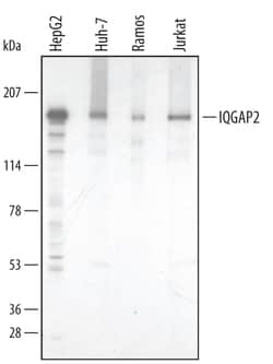 Invitrogen IQGAP2 Polyclonal Antibody 100 &mu;g; Unconjugated:Antibodies,