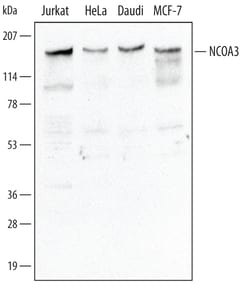 Invitrogen SRC3 Polyclonal Antibody 100 &mu;g; Unconjugated:Antibodies,