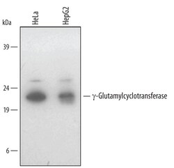 Invitrogen GGCT Polyclonal Antibody 100 &mu;g; Unconjugated:Antikörper