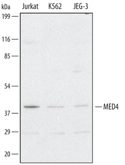 Invitrogen MED4 Polyclonal Antibody 100 &mu;g; Unconjugated:Antikörper