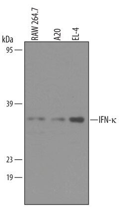 Invitrogen IFNK Polyclonal Antibody 100 &mu;g; Unconjugated:Antibodies,