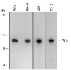 Invitrogen CAS Polyclonal Antibody 100 &mu;g; Unconjugated:Antibodies,