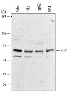 Invitrogen POT1 Polyclonal Antibody 100 &mu;g; Unconjugated:Antibodies,