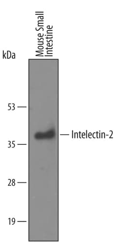 Invitrogen ITLN2 Polyclonal Antibody 100 &mu;g; Unconjugated:Antibodies,