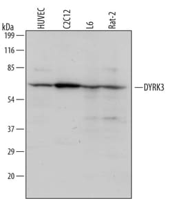Invitrogen DYRK3 Polyclonal Antibody 100 &mu;g; Unconjugated:Antibodies,