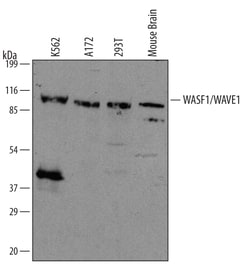 Invitrogen WAVE1 Polyclonal Antibody 100 &mu;g; Unconjugated:Antibodies,