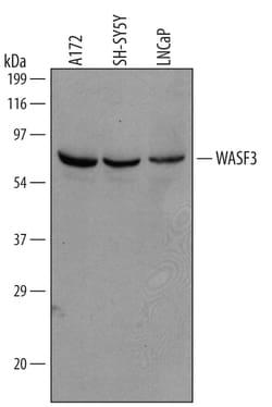 Invitrogen WASF3 Polyclonal Antibody 100 &mu;g; Unconjugated:Antibodies,