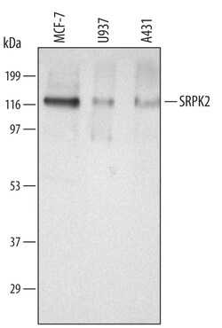 Invitrogen SRPK2 Polyclonal Antibody 100 &mu;g; Unconjugated:Antibodies,