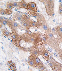 Invitrogen CYP3A5 Polyclonal Antibody 400 &mu;L; Unconjugated:Antibodies,