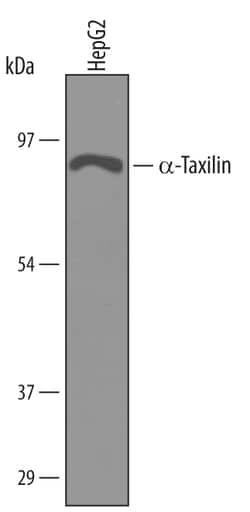 Invitrogen TXLNA Polyclonal Antibody 100 &mu;g; Unconjugated:Antibodies,