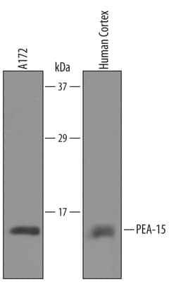 Invitrogen PEA15 Polyclonal Antibody 100 &mu;g; Unconjugated:Antibodies,