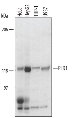 Invitrogen PLD1 Polyclonal Antibody 100 &mu;g; Unconjugated:Antikörper