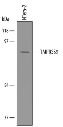 Invitrogen TMPRSS9 Polyclonal Antibody 100 &mu;g; Unconjugated:Antibodies,