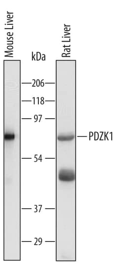 Invitrogen PDZK1 Polyclonal Antibody 100 &mu;g; Unconjugated:Antibodies,