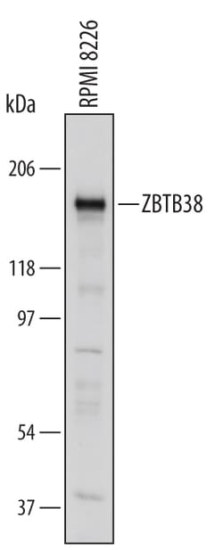 Invitrogen ZBTB38 Polyclonal Antibody 100 &mu;g; Unconjugated:Antibodies,