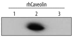 Invitrogen Caveolin 2 Polyclonal Antibody 100 &mu;g; Unconjugated:Antibodies,