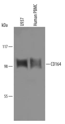 Invitrogen CD164 Polyclonal Antibody 100 &mu;g; Unconjugated:Antibodies,