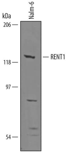 Invitrogen UPF1 Polyclonal Antibody 100 &mu;g; Unconjugated:Antibodies,