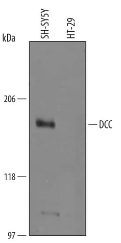 Invitrogen&trade;&nbsp;DCC Polyclonal Antibody