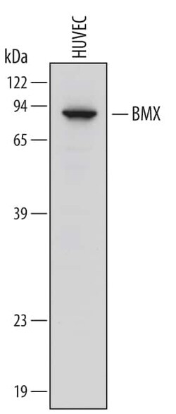 Invitrogen ETK Polyclonal Antibody 100 &mu;g; Unconjugated:Antibodies,