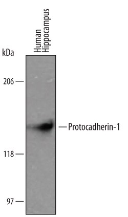 Invitrogen PCDH1 Polyclonal Antibody 100 &mu;g; Unconjugated:Antibodies,