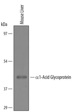 Invitrogen ORM1 Polyclonal Antibody 100 &mu;g; Unconjugated:Antibodies,
