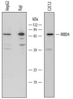 Invitrogen MBD4 Polyclonal Antibody 100 &mu;g; Unconjugated:Antibodies,