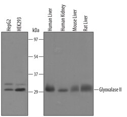 Invitrogen HAGH Polyclonal Antibody 100 &mu;g | Buy Online | Invitrogen&trade; | Fisher Scientific