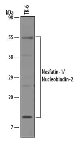 Invitrogen NUCB2 Polyclonal Antibody 100 &mu;g; Unconjugated:Antibodies,