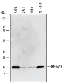 Invitrogen HMGA1B Polyclonal Antibody 100 &mu;g; Unconjugated:Antibodies,