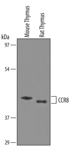 Invitrogen CCR8 Polyclonal Antibody 100 &mu;g; Unconjugated:Antibodies,