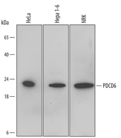 Invitrogen PDCD6 Polyclonal Antibody 100 &mu;g; Unconjugated:Antibodies,